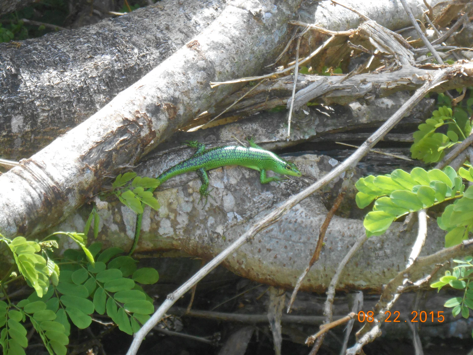 Lamprolepis smaragdina 5