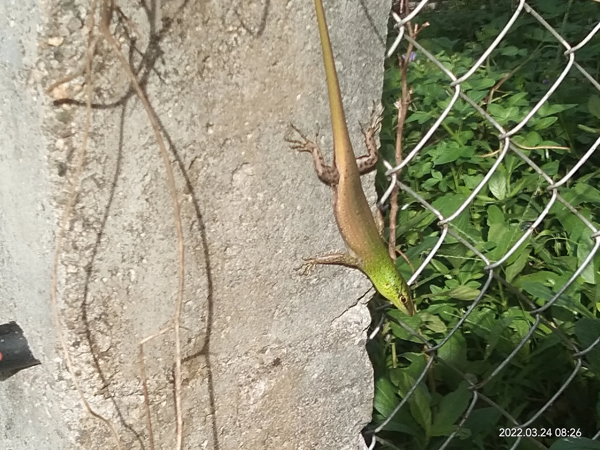 Lamprolepis smaragdina 7