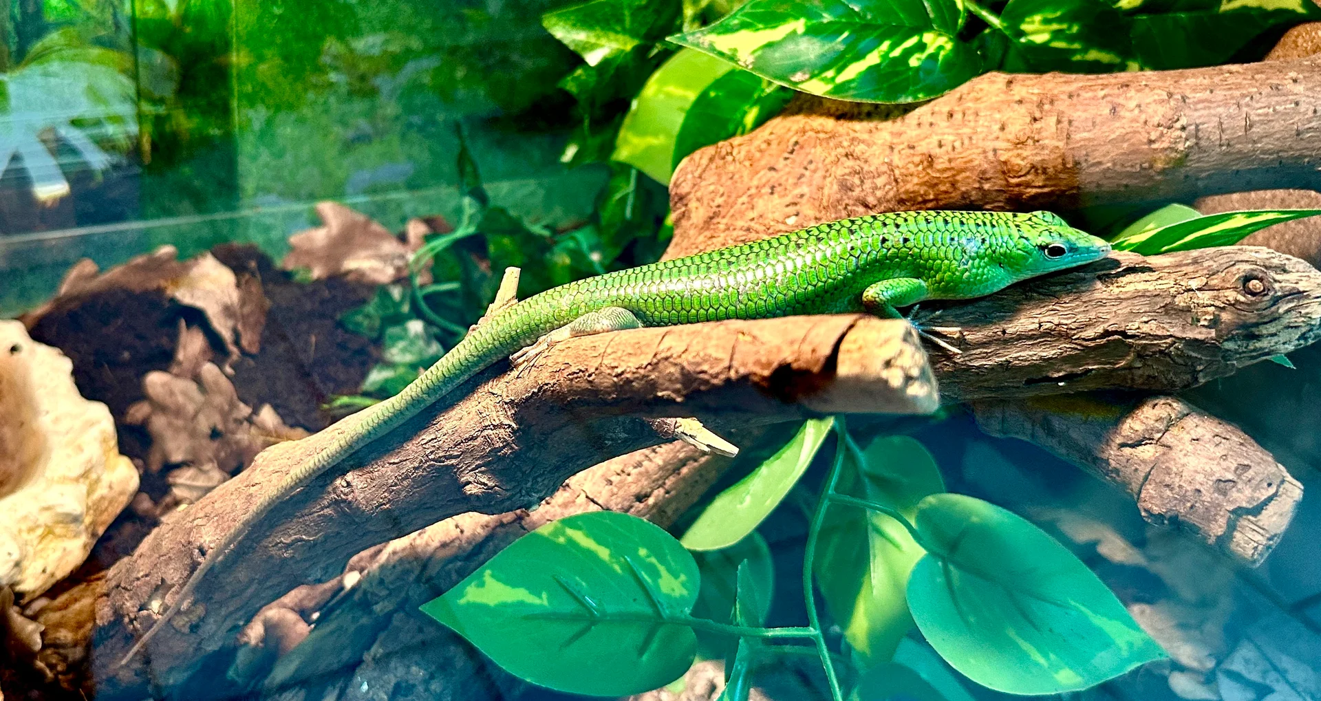 Lamprolepis smaragdina 8