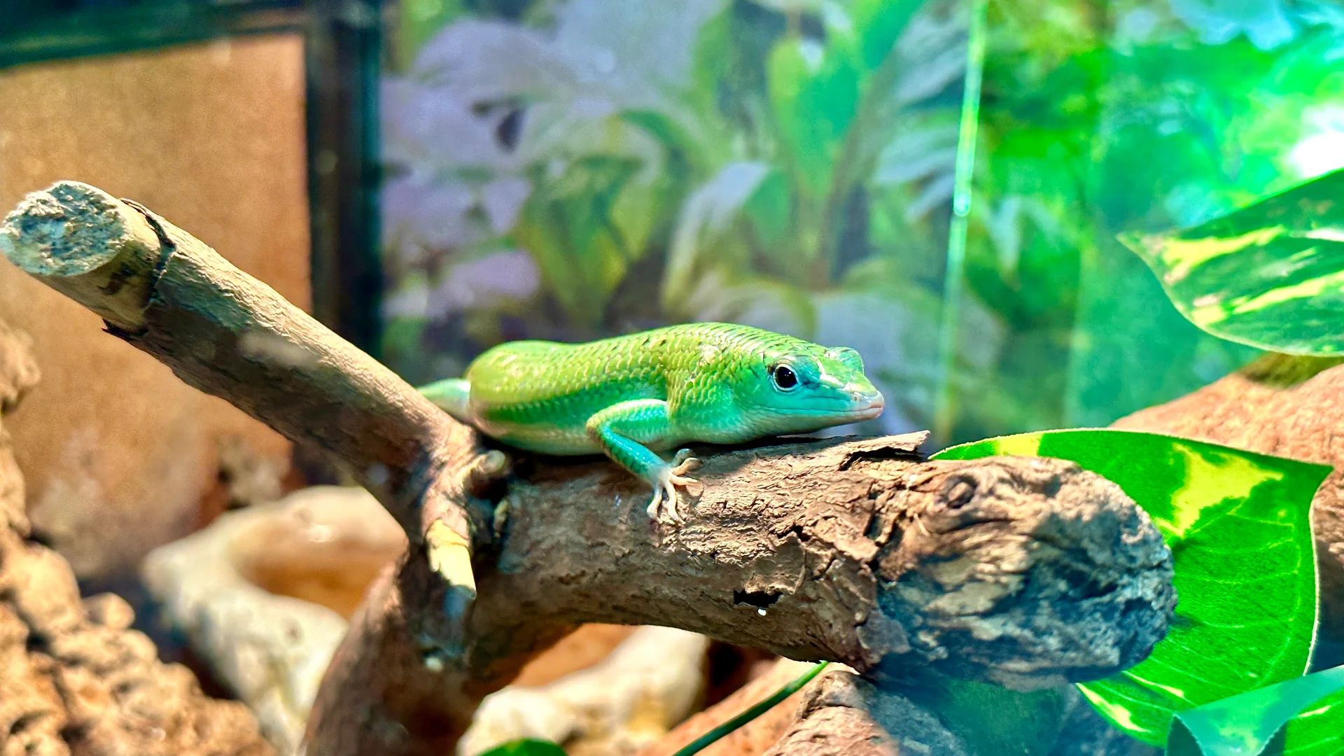 Lamprolepis smaragdina 9