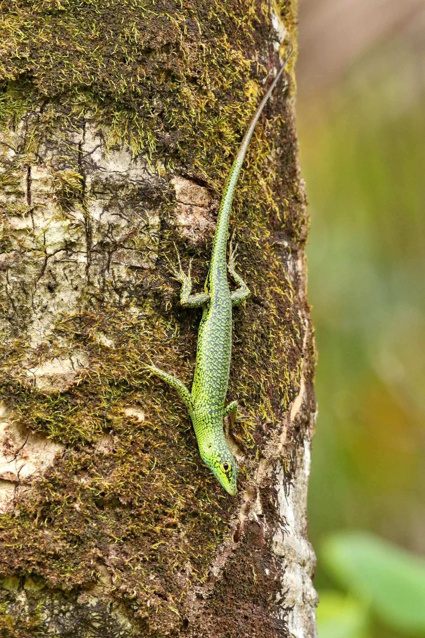 Lamprolepis smaragdina 10