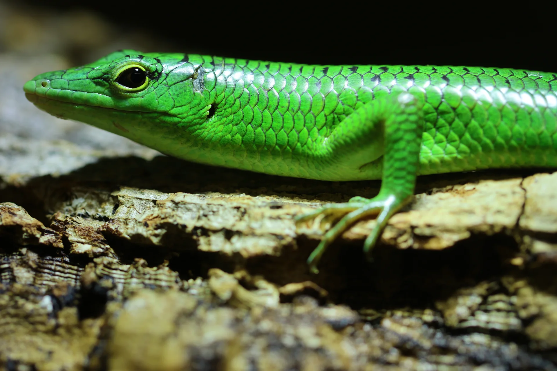 Lamprolepis smaragdina 11