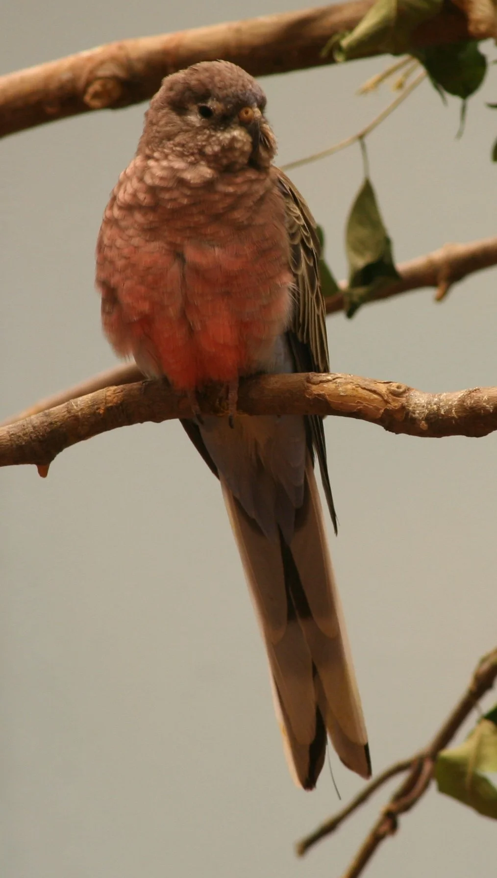 Neopsephotus bourkii 1