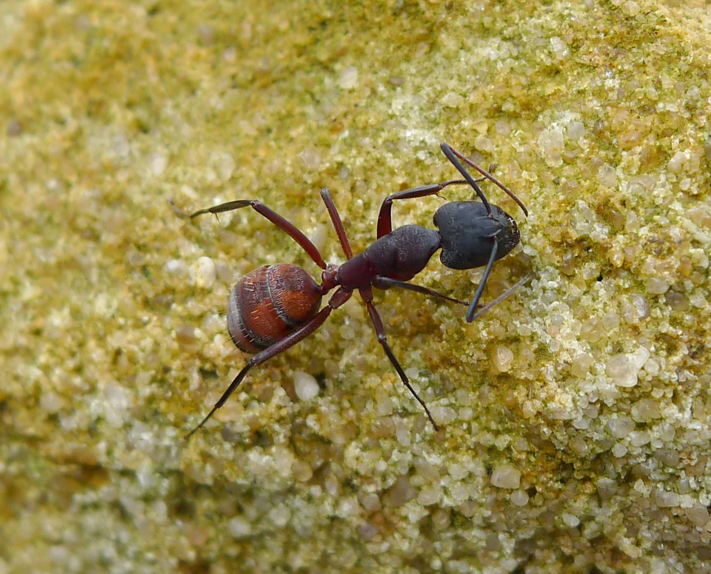 Camponotus cruentatus 1