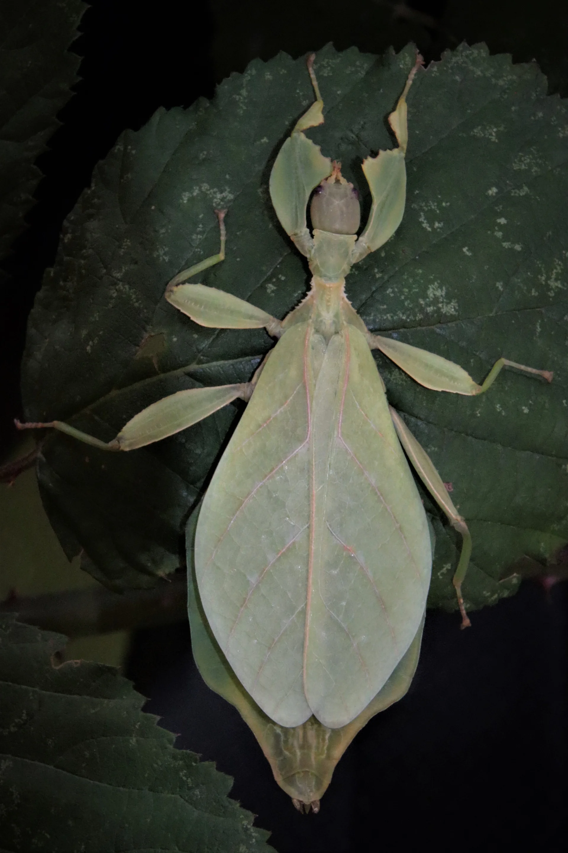 Phyllium gantungense 1